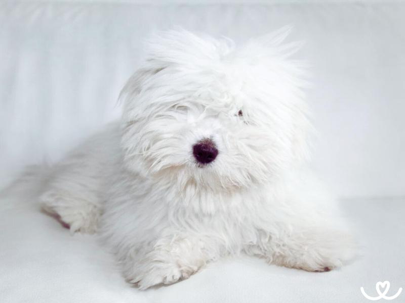 Plemeno-coton-de-tulear (7)